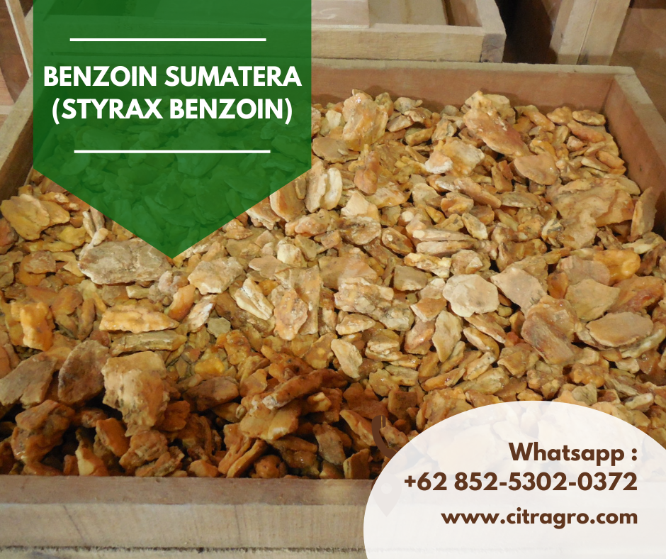 Benzoin Sumatera (Styrax benzoin)
