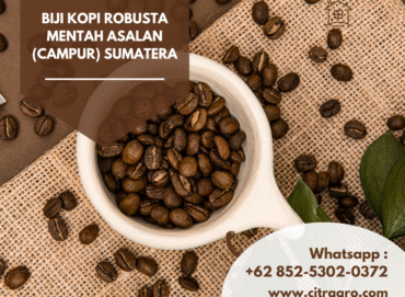 Biji Kopi Robusta Mentah Asalan (Campur) Sumatera