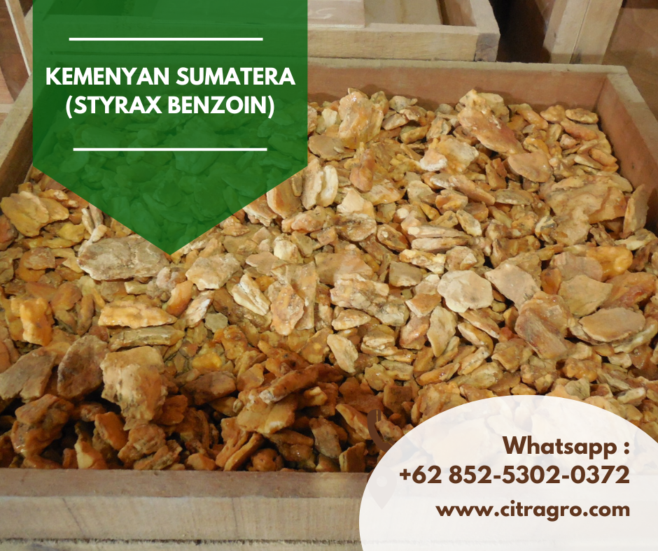 Kemenyan Sumatera (Styrax benzoin)