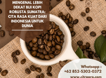 Mengenal Lebih Dekat Biji Kopi Robusta Sumatra Cita Rasa Kuat dari Indonesia untuk Dunia