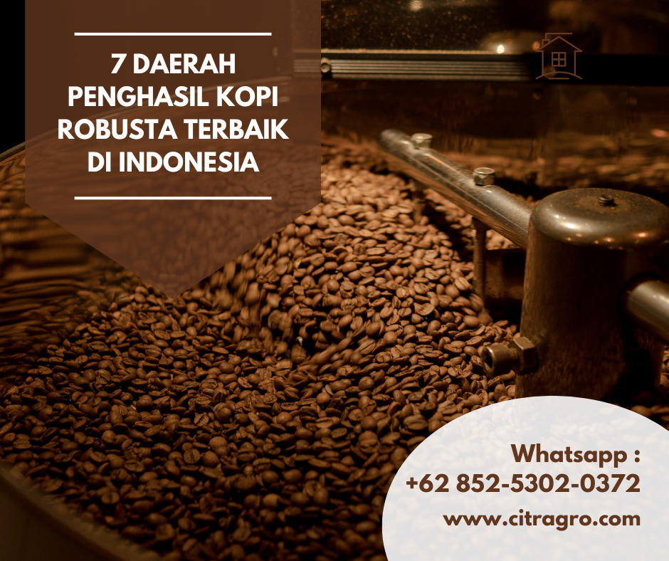 7 Daerah Penghasil Kopi Robusta Terbaik di Indonesia