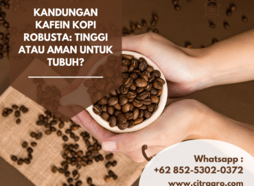 Kandungan Kafein Kopi Robusta Tinggi atau Aman untuk Tubuh