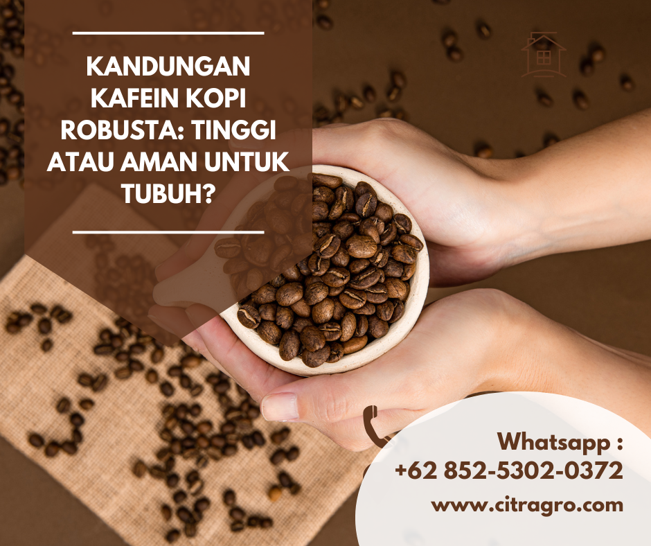 Kandungan Kafein Kopi Robusta Tinggi atau Aman untuk Tubuh