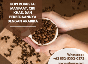 Kopi Robusta Manfaat, Ciri Khas, dan Perbedaannya dengan Arabika