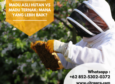 Madu Asli Hutan vs Madu Ternak Mana yang Lebih Baik