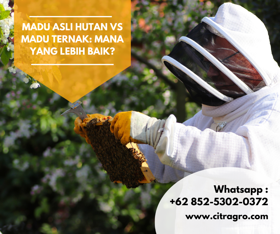 Madu Asli Hutan vs Madu Ternak: Mana yang Lebih Baik?
