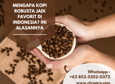 Mengapa Kopi Robusta Jadi Favorit di Indonesia Ini Alasannya