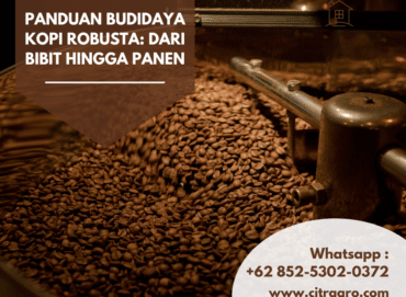 Panduan Budidaya Kopi Robusta Dari Bibit hingga Panen