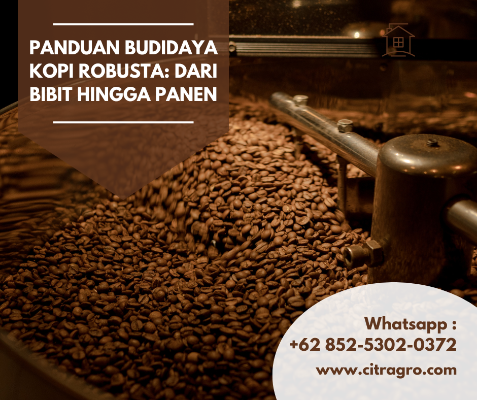 Panduan Budidaya Kopi Robusta Dari Bibit hingga Panen