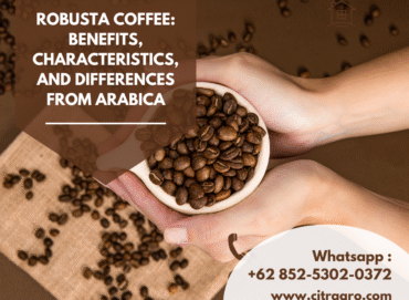 Robusta Coffee Benefits, Characteristics, and Differences from Arabica