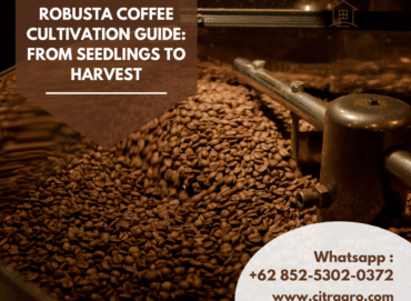 Robusta Coffee Cultivation Guide From Seedlings to Harvest