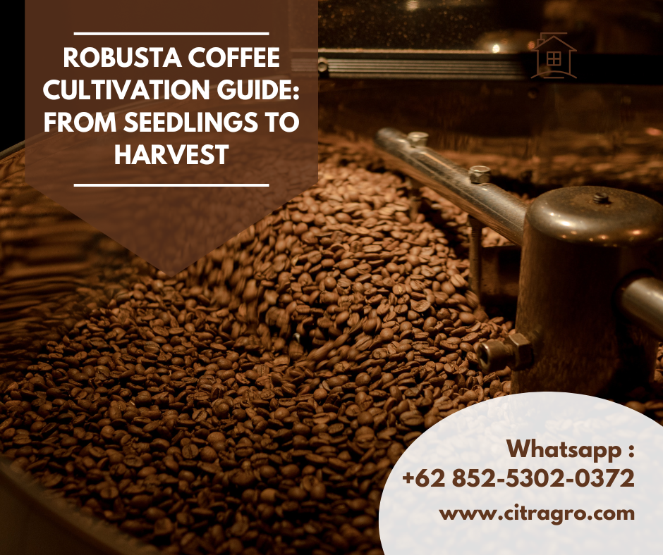 Robusta Coffee Cultivation Guide From Seedlings to Harvest