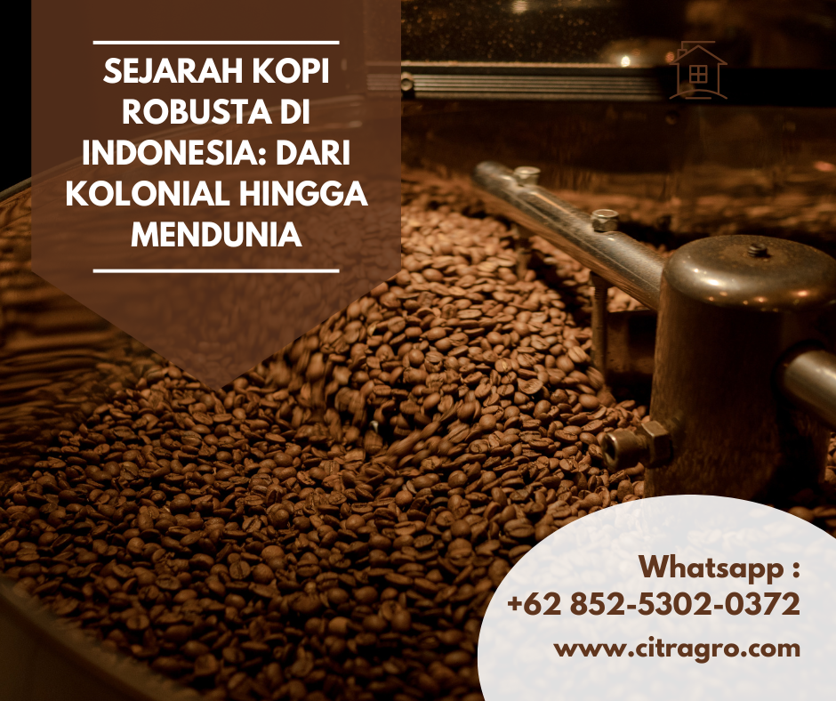 Sejarah Kopi Robusta di Indonesia: Dari Kolonial hingga Mendunia