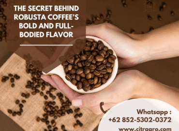 The Secret Behind Robusta Coffee’s Bold and Full-Bodied Flavor
