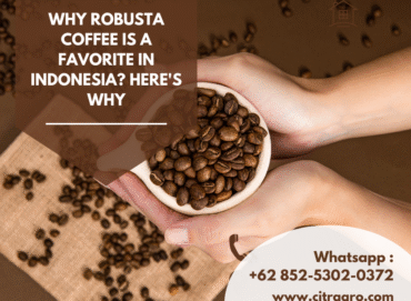 Why Robusta Coffee Is a Favorite in Indonesia? Here's Why