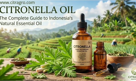 Citronella Oil - The Complete Guide to Indonesia’s Natural Essential Oil - Citragro Indonesia