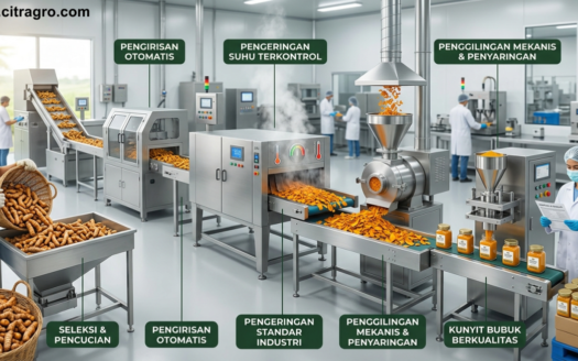 Proses Produksi Kunyit Bubuk Berkualitas - Tahapan Standar Industri dari Kebun hingga Siap Konsumsi - Citragro Indonesia