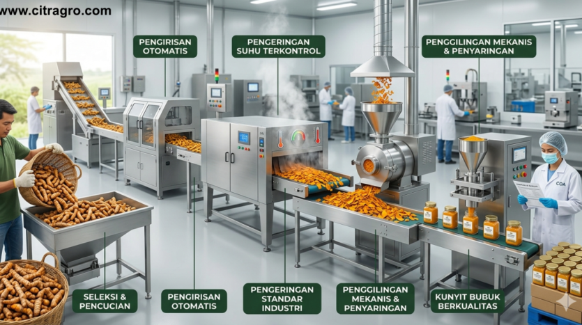 Proses Produksi Kunyit Bubuk Berkualitas - Tahapan Standar Industri dari Kebun hingga Siap Konsumsi - Citragro Indonesia