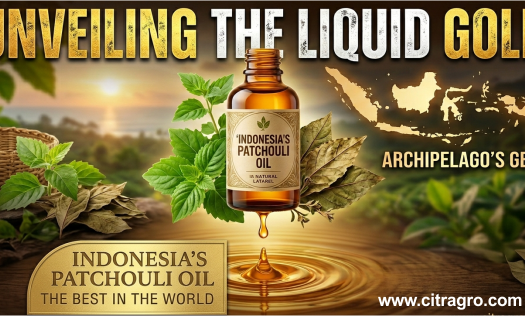 Unveiling the Liquid Gold of the Archipelago - Why Indonesia's Patchouli Oil is the Best in the World - Citragro Indonesia