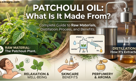 What Is Patchouli Oil Made From - Complete Guide to Raw Materials, Distillation Process, and Benefits - Citragro Indonesia