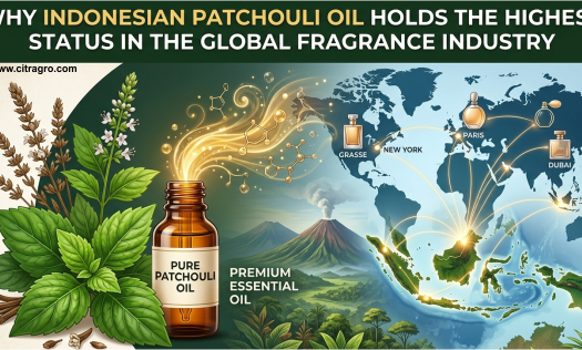 Why Indonesian Patchouli Oil Holds the Highest Status in the Global Fragrance Industry - Citragro Indonesia